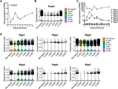 Single-cell transcriptome dynamics of the autotaxin-lysophosphatidic acid axis during muscle regeneration reveal proliferative effects in mesenchymal fibro-adipogenic progenitors